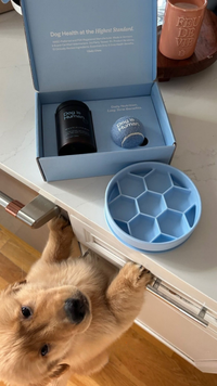 Gamelle Anti-Glouton